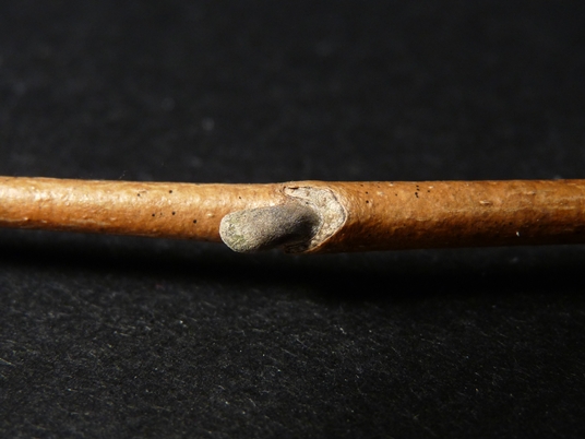 {Magnolia acuminata}